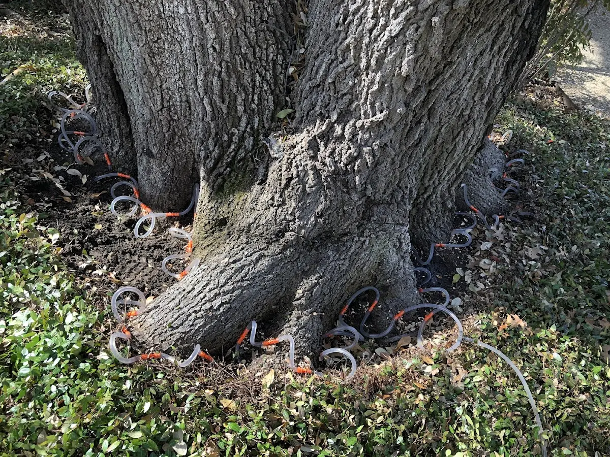 Detailed Tree Cabling and Bracing job site in Glen Wild